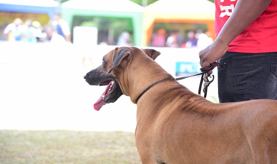 The Kennel Association of Lanka